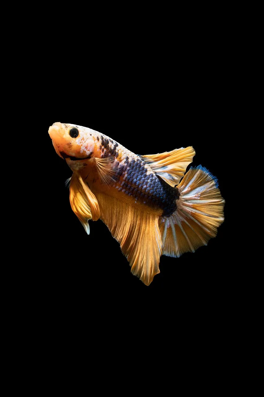 Betta balığı sualtı fotoğrafı - renkli yüzgeçler