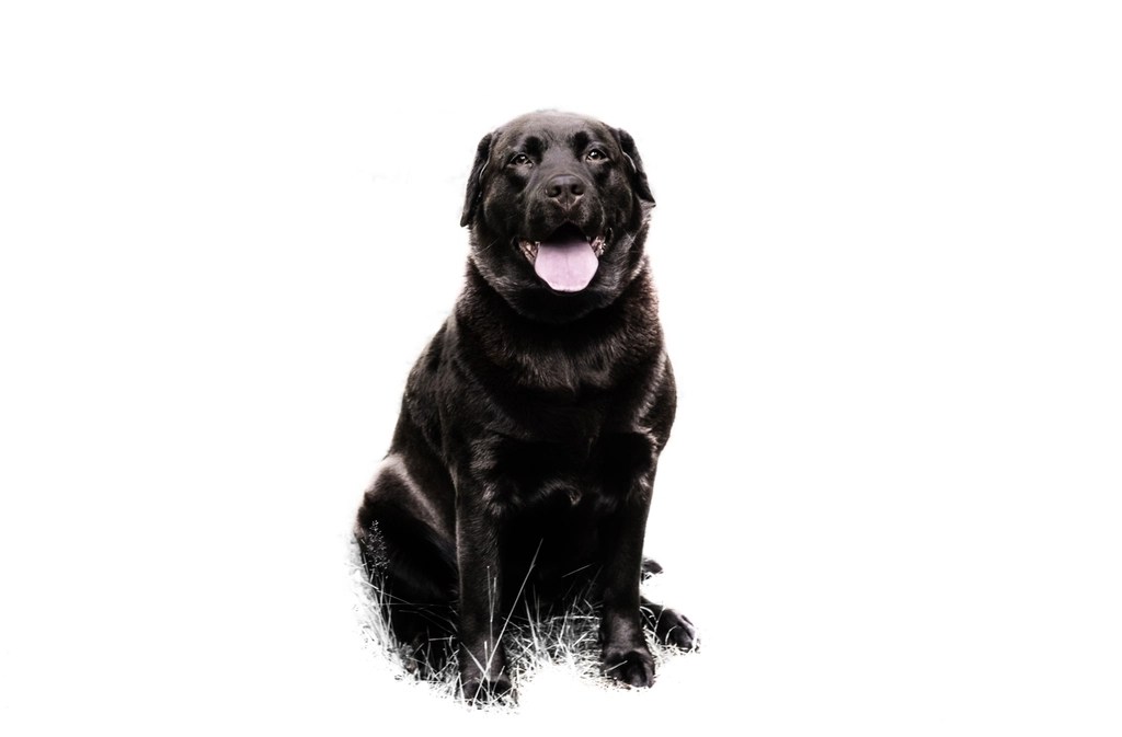 Beyaz Arka Planda Oturan Siyah Labrador Retriever Köpek Portresi