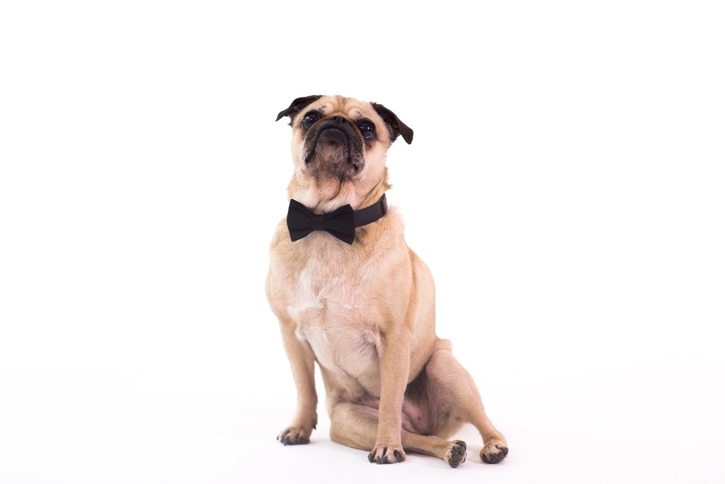 Beyaz arka planda papyon takan şirin pug köpek otururken kameraya bakıyor