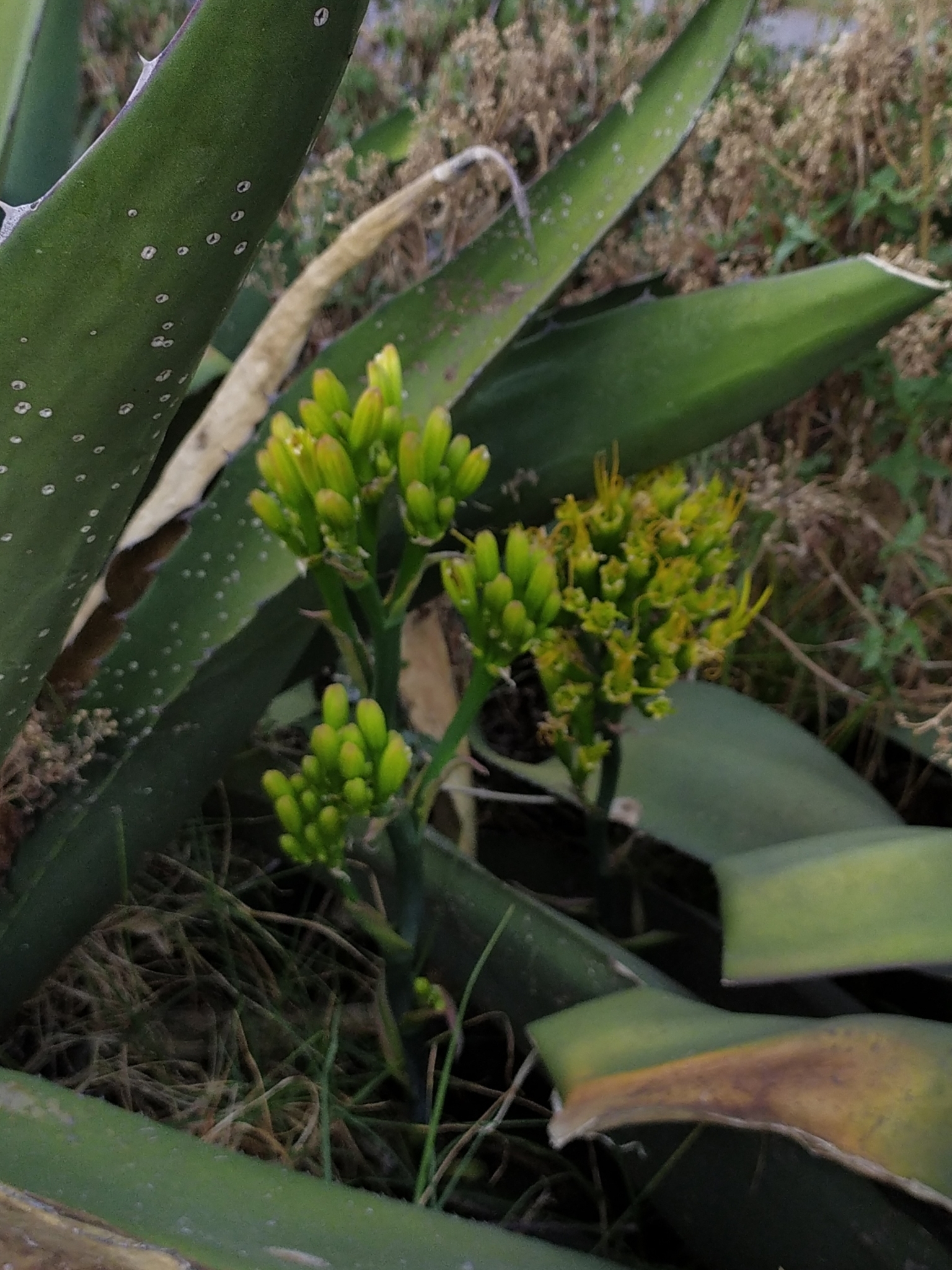 Beyaz Benekli Agave Yaprakları Arasında Açan Sarı Çiçek Tomurcukları