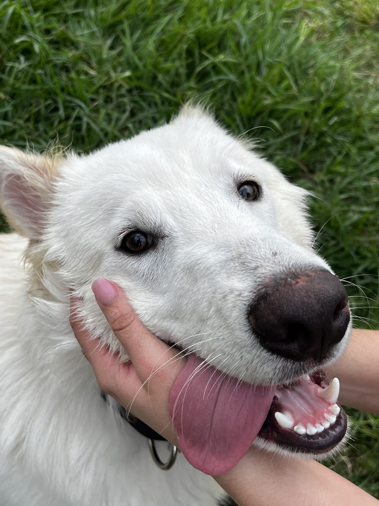 beyaz çoban köpeğinin mutlu anları sahibinin elleri arasında neşeli poz
