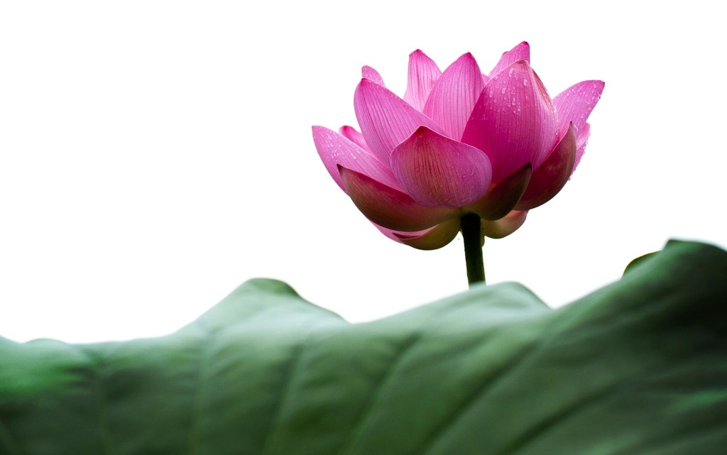 Beyaz Fon Üzerinde Büyüleyici Pembe Lotus Çiçeği ve Yaprak Detayı