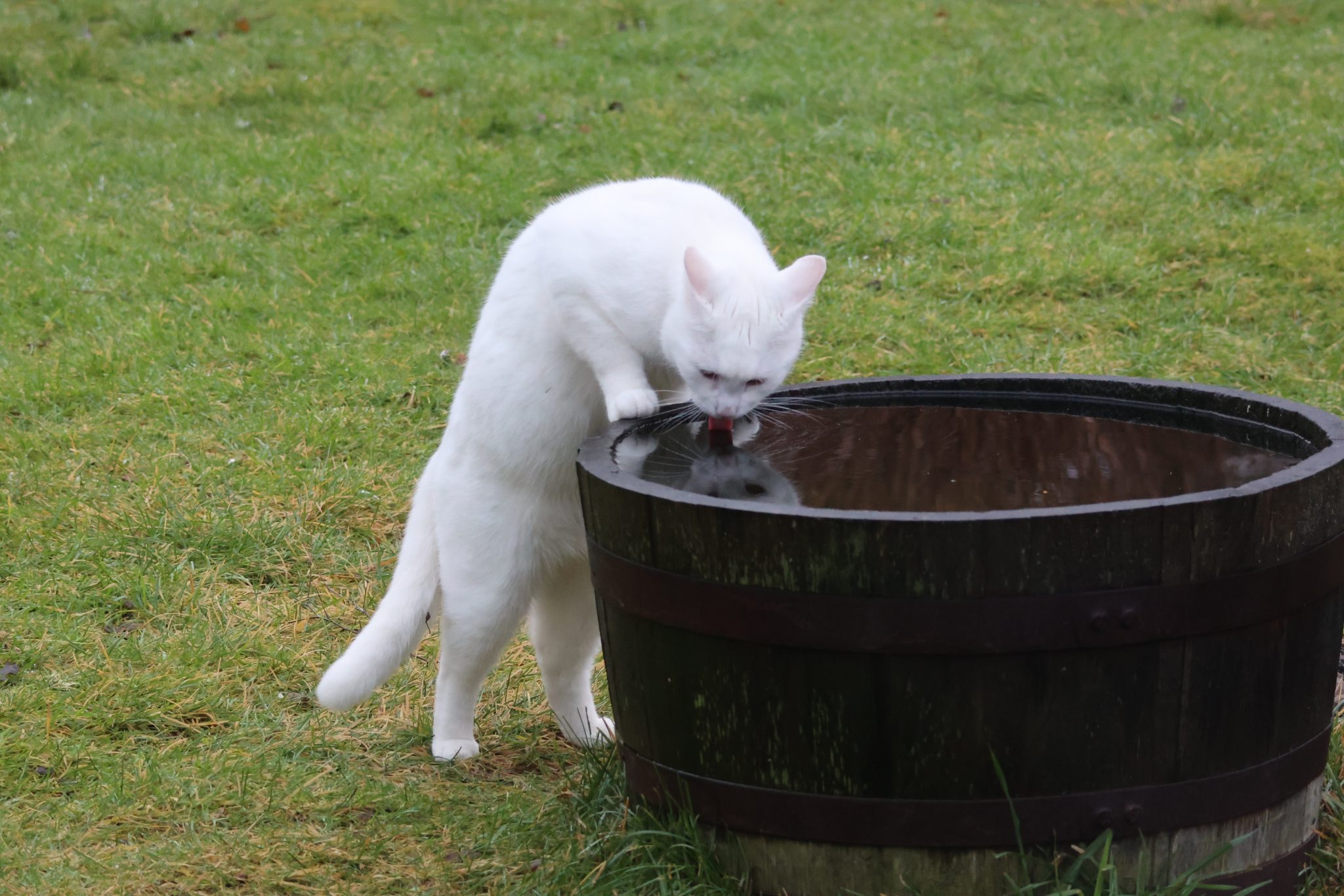 Beyaz Kedi Bahçede Duran Eski Ahşap Fıçının İçinden Taze Su İçiyor Beyaz Kedi Bahçede Duran Eski Ahşap Fıçının İçinden Taze Su İçiyor