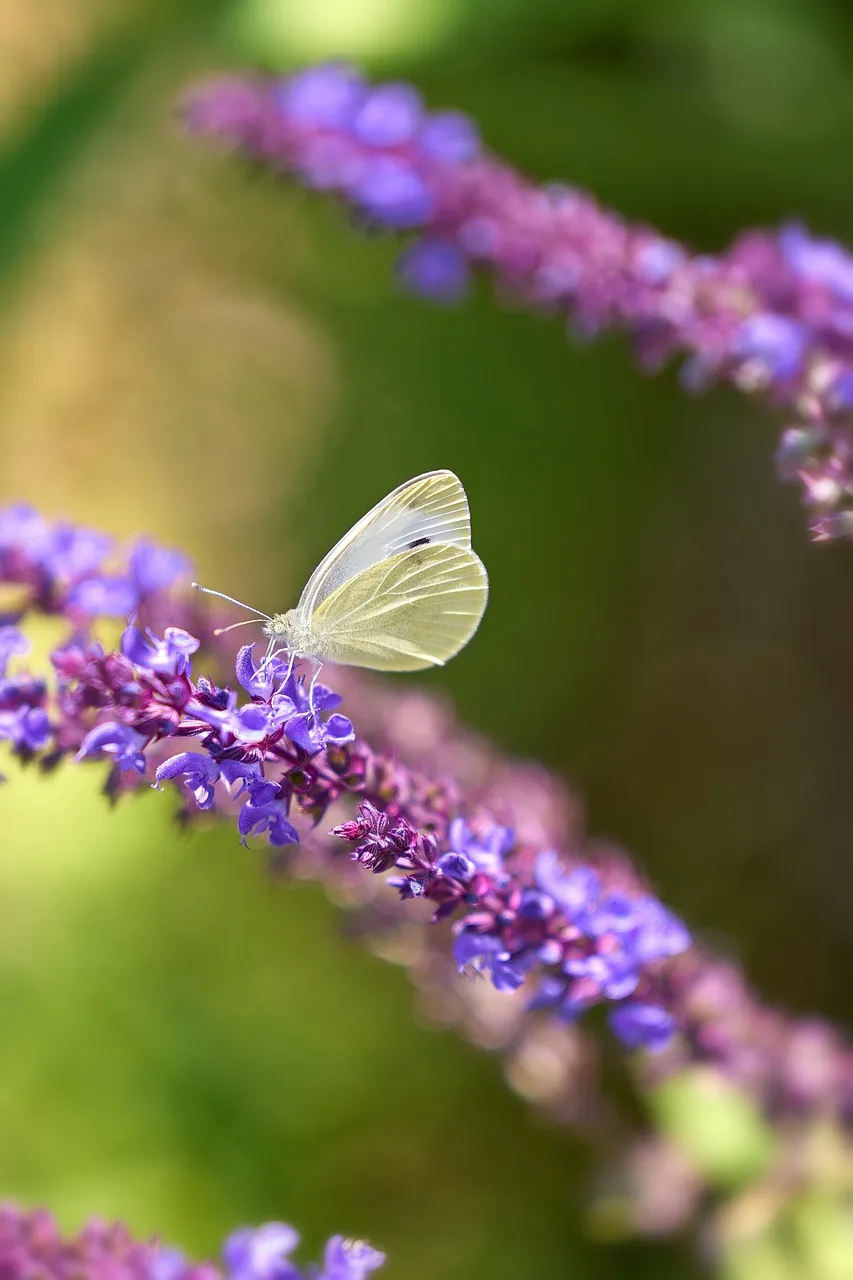 Beyaz kelebek adaçayı çiçeğinde - doğa makro fotoğrafı