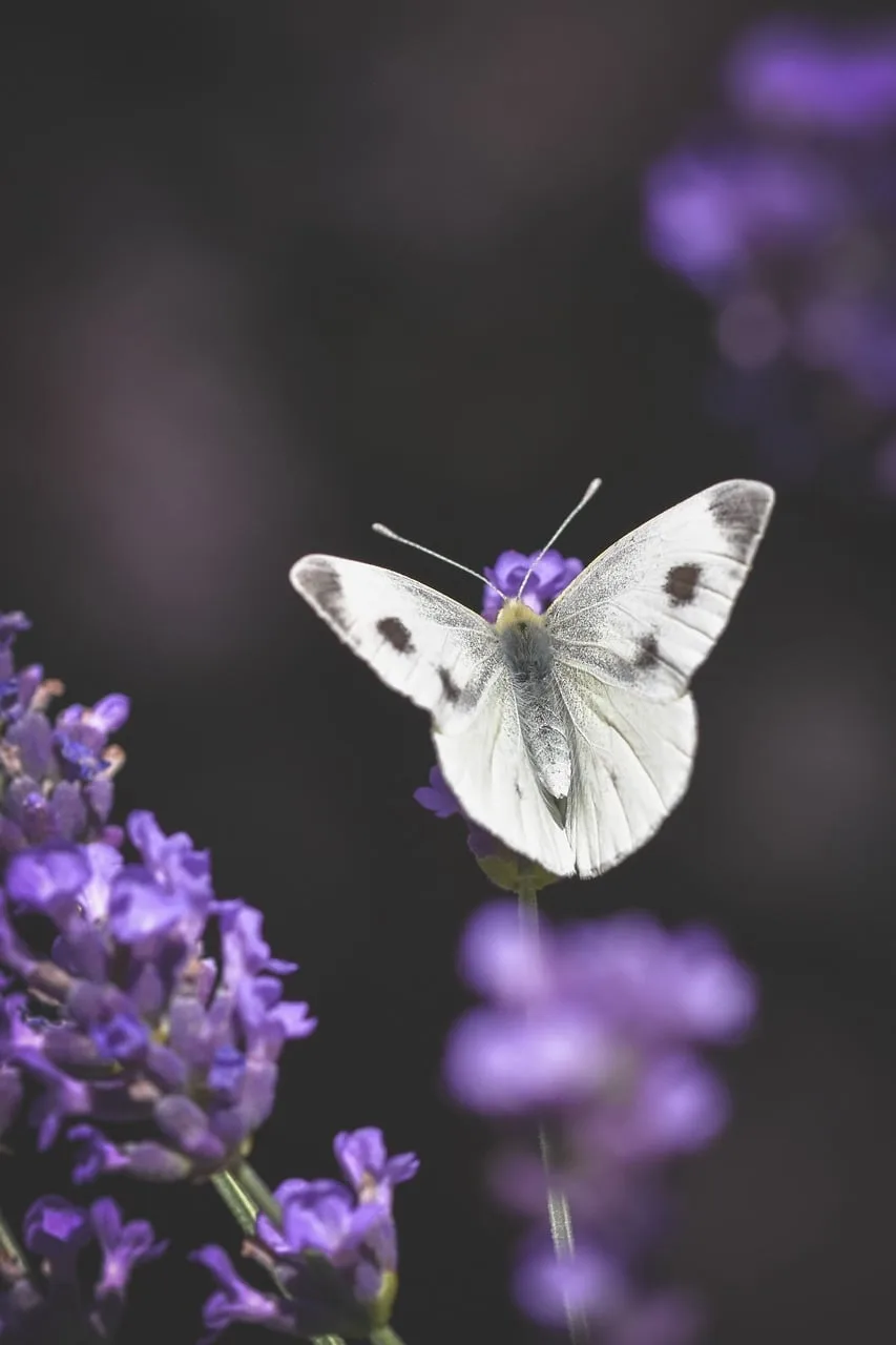 Beyaz kelebek lavanta bahçesinde - yaz makro fotoğrafı