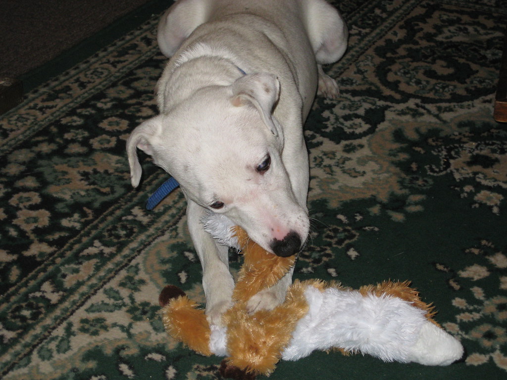 Beyaz Köpek Desenli Halıda Peluş Oyuncakla Keyifli Oyun Anları