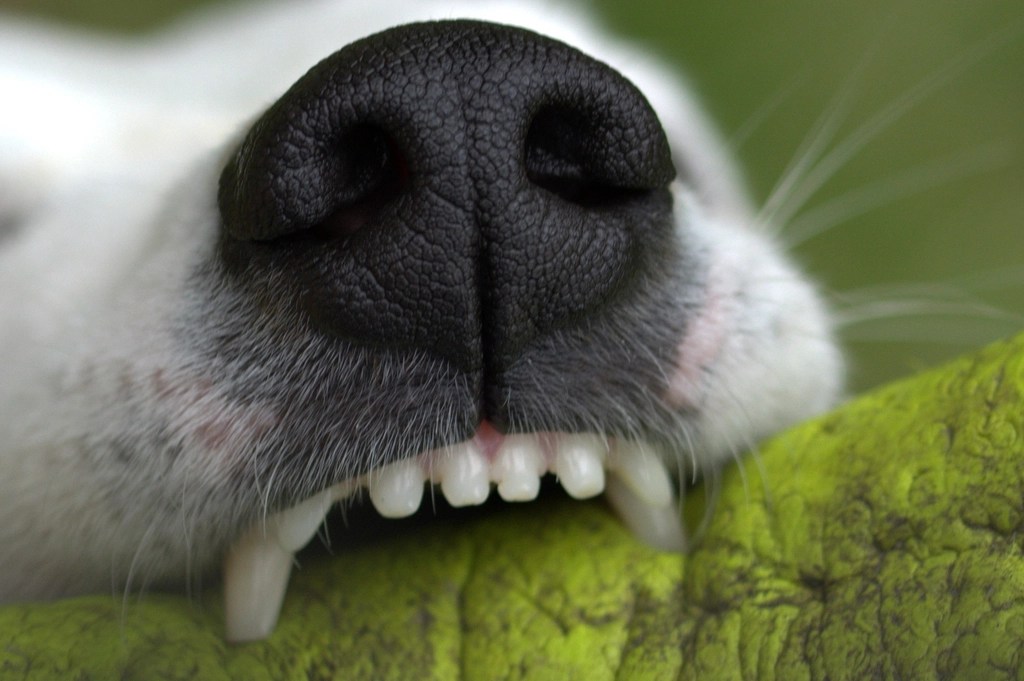 Beyaz Köpek Isırığı Yakın Çekim: Topla Oynarken Eğlenceli ve Neşeli Anlar