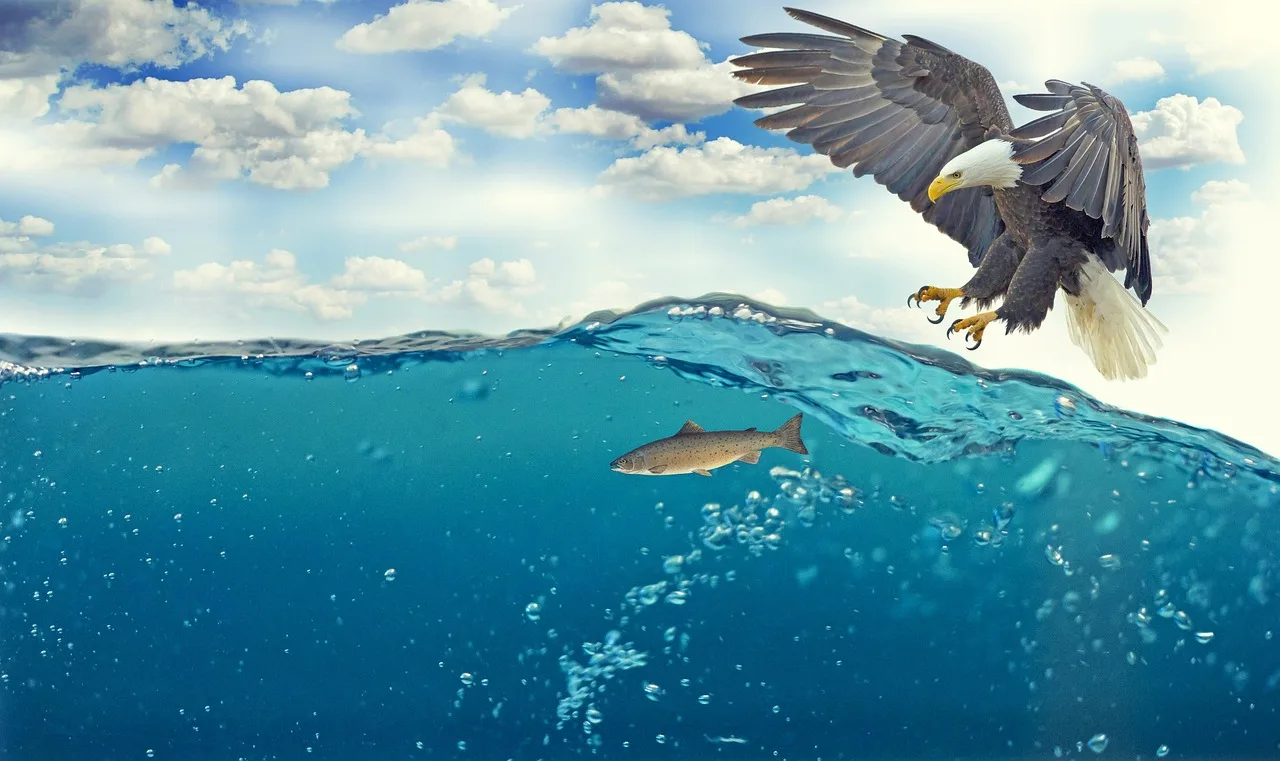 Beyaz kuyruklu kartal balık avı - deniz kıyısı