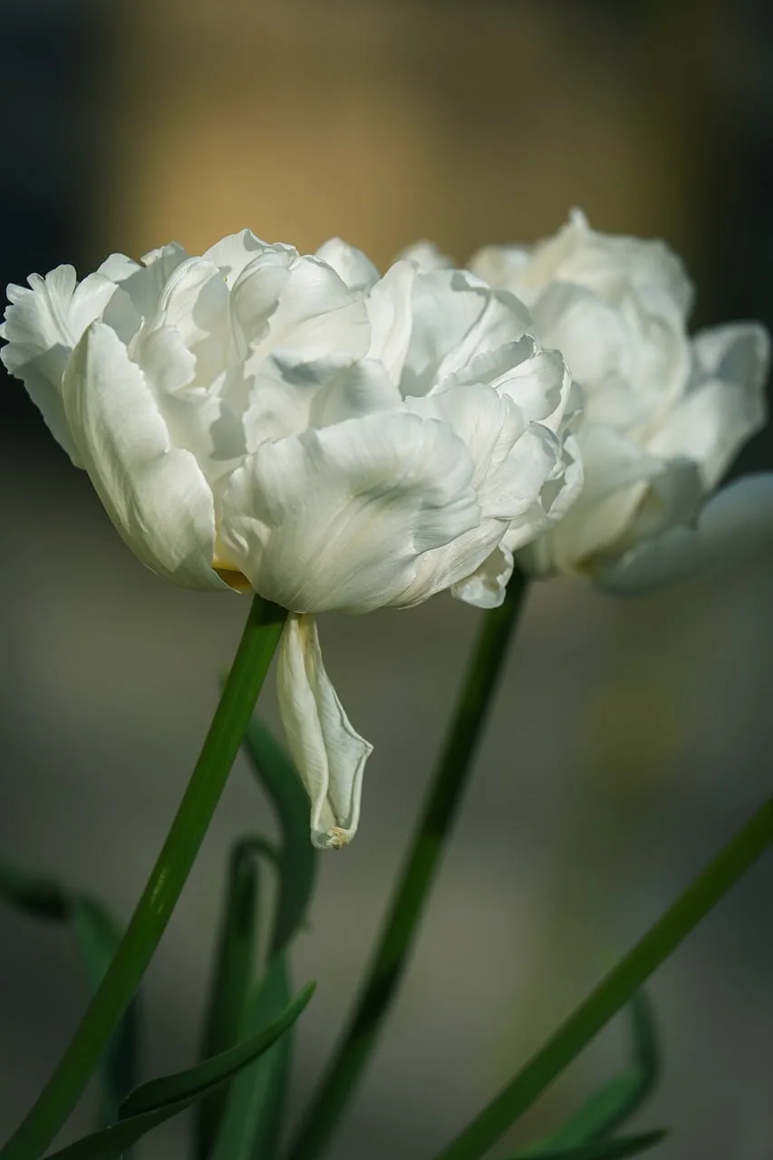 Beyaz lale makro fotoğrafı - pastel bahar