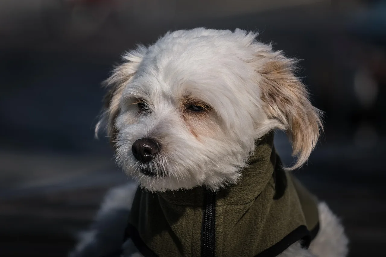 Beyaz maltese köpek portresi - doğada sevimli
