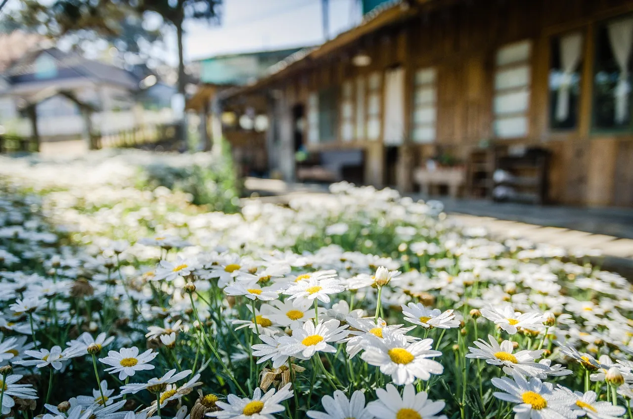 Beyaz papatyalarla dolu bahçe fotoğrafı