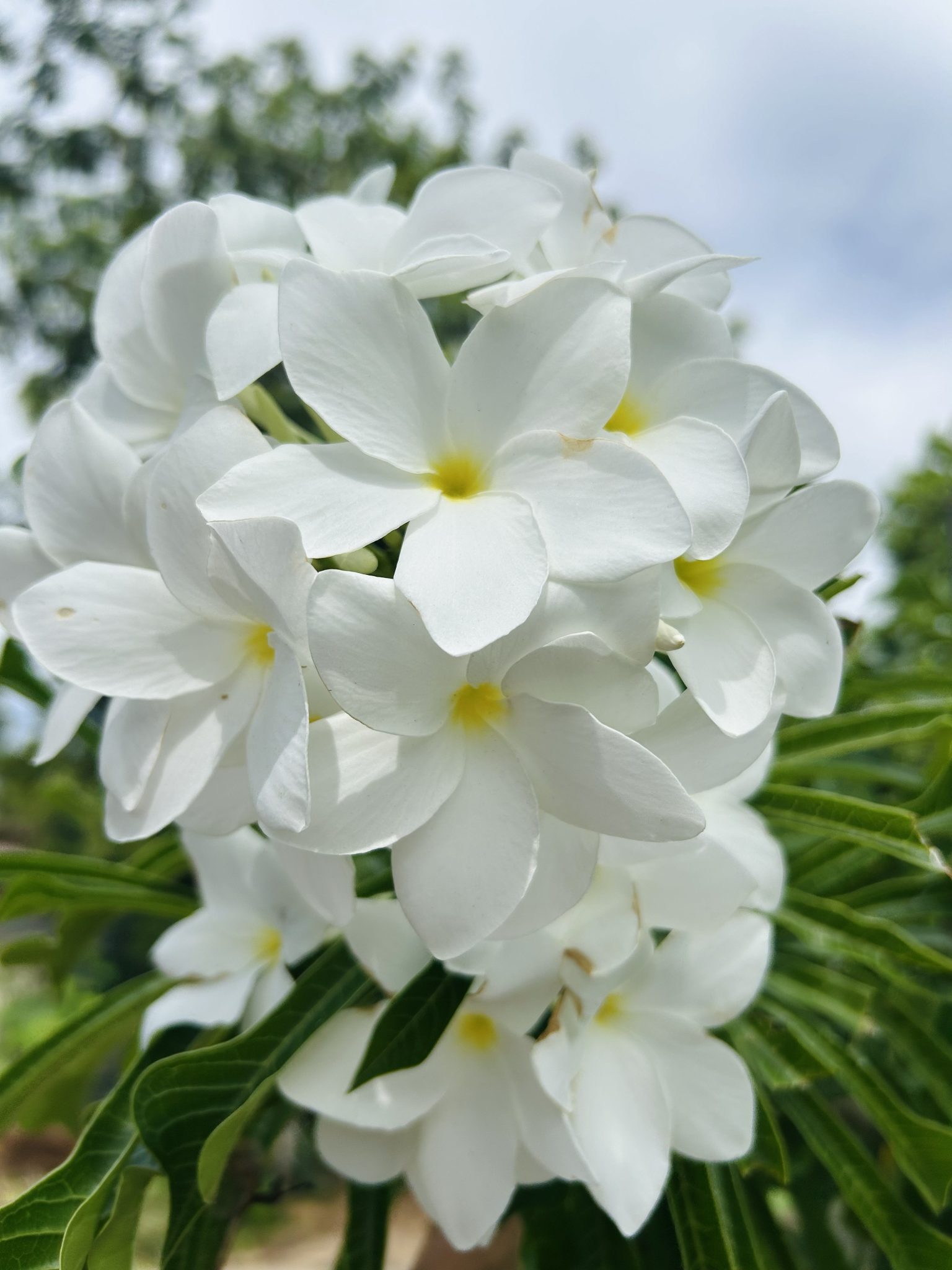 Beyaz Plumeria Çiçeklerinin Doğal Ortamda Büyüleyici Yakın Çekim Görüntüsü