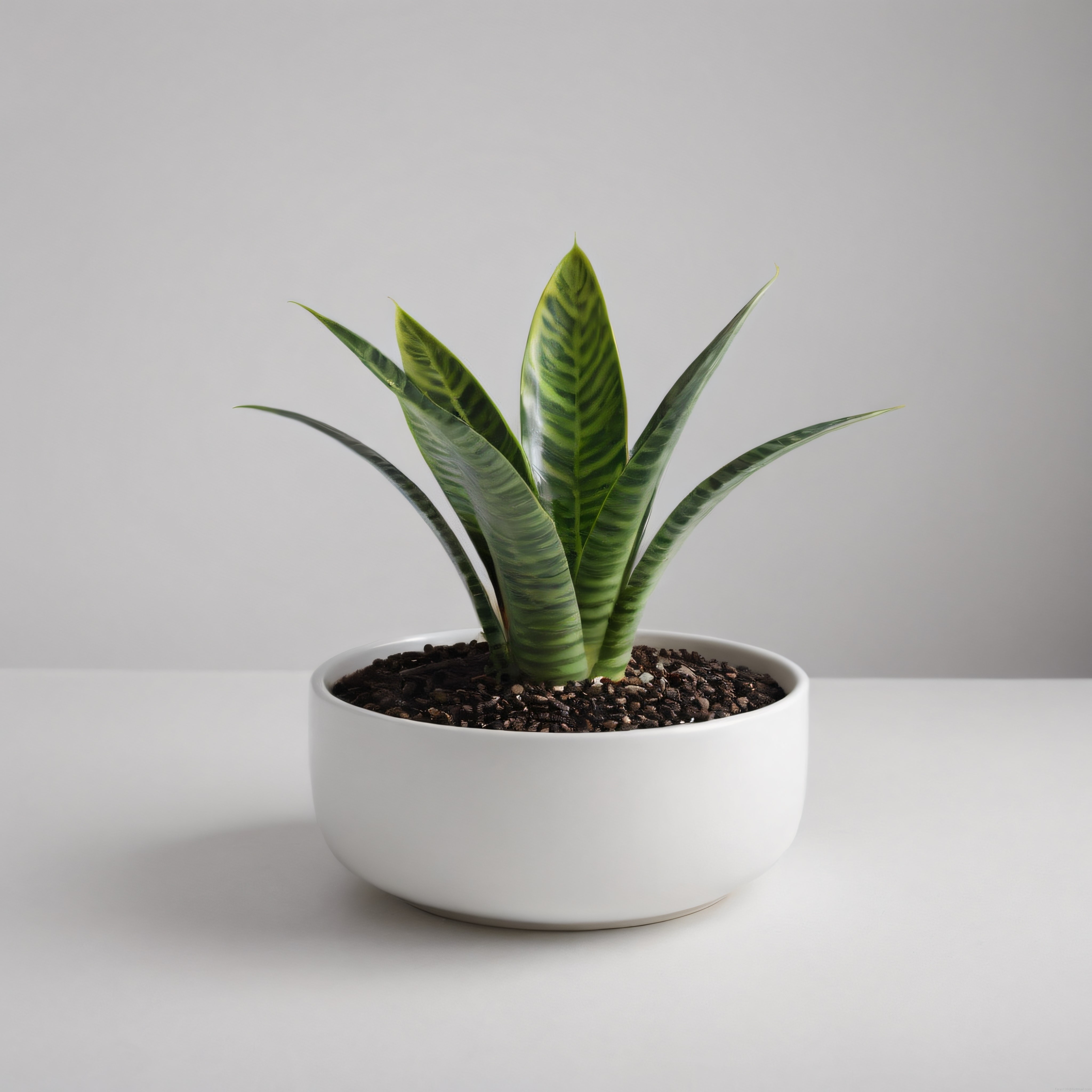 Beyaz Saksıda Sansevieria Paşa Kılıcı: Minimalist Salon Bitkisi Dekoru