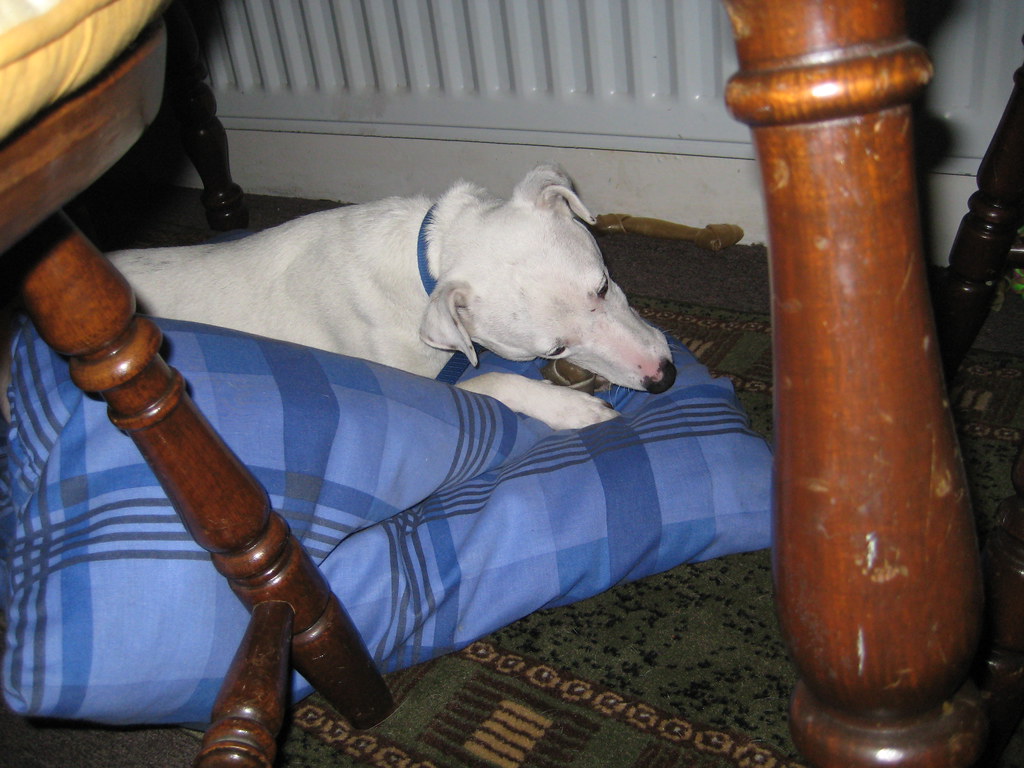 Beyaz Whippet Köpek Mavi Yastıkta Dinlenirken Sessiz Ev Anı