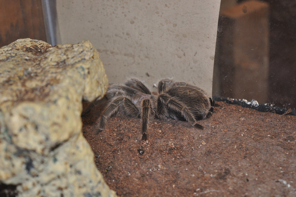 Bir terraryumda dinlenen iri tarantula örümceği ve doğal kütük dekorasyonu