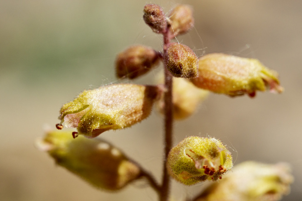 Bokeh Arka Planda Tüylü Bitki Tomurcuklarının Nefes Kesen Makro Detayı