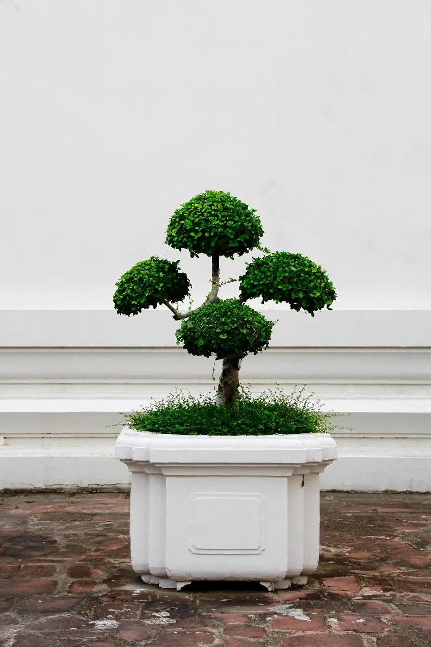 Bonsai ağaç fotoğrafı - yeşil minik ağaç