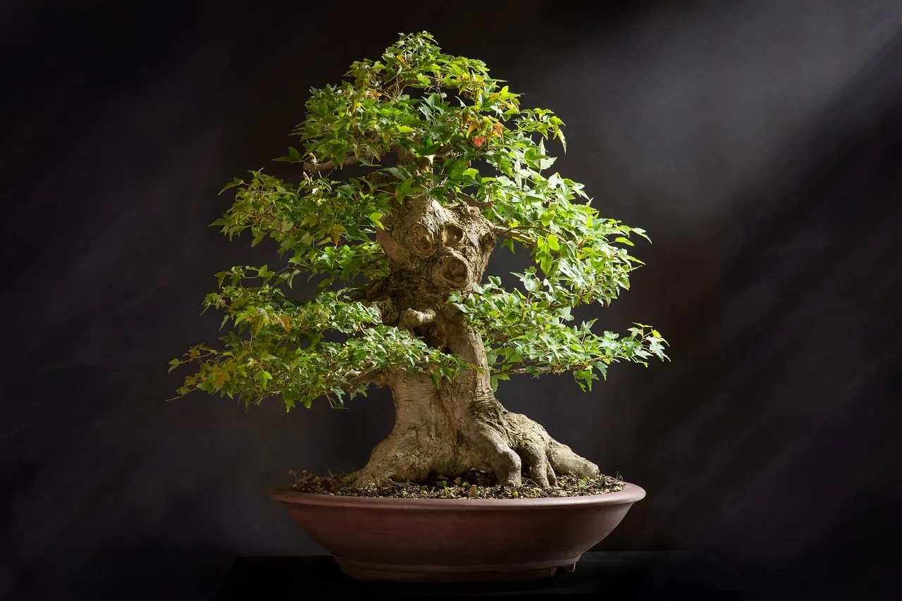 Bonsai ağaç fotoğrafı - yeşil saksı