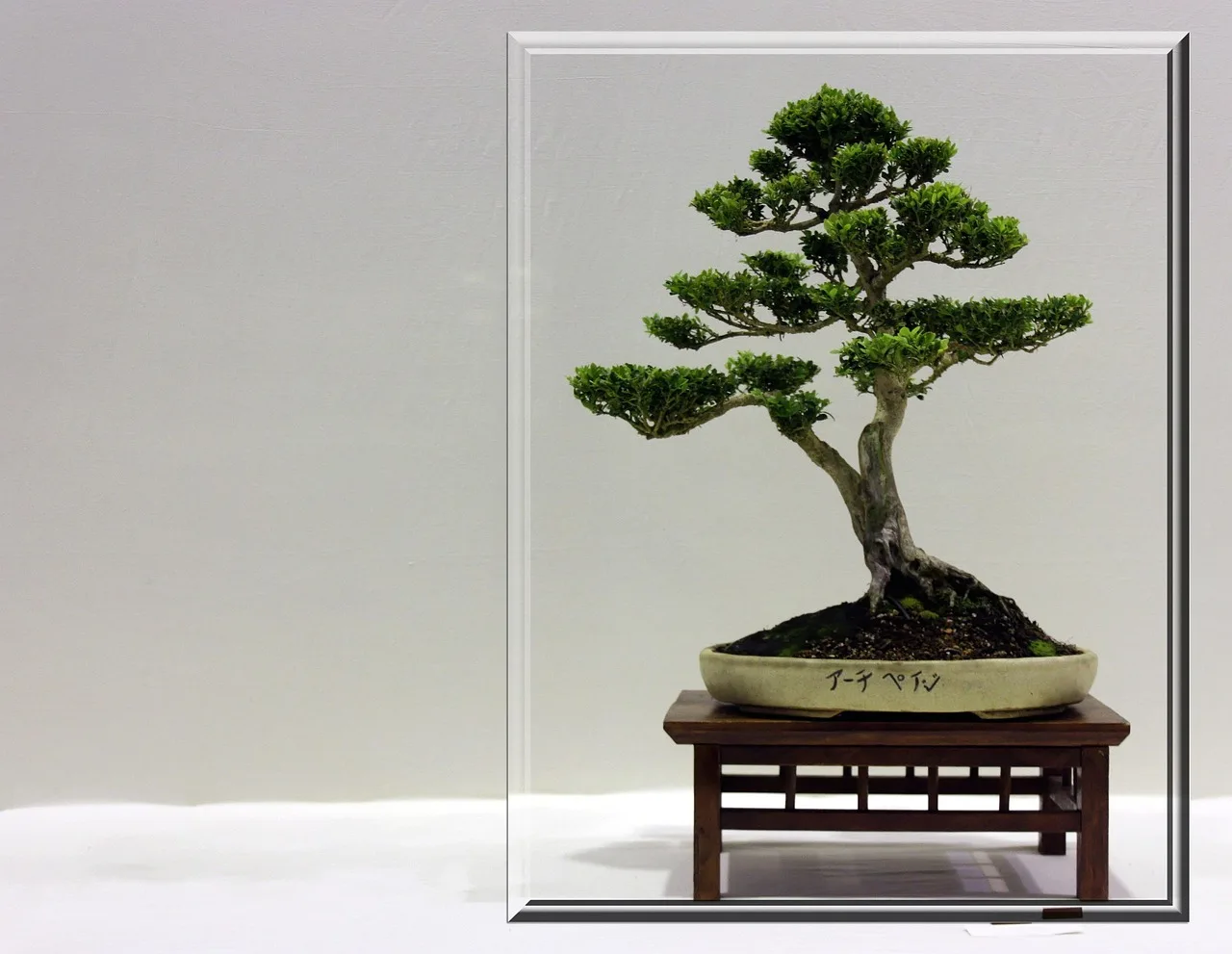 Bonsai ağacı gri çerçevede minyatür doğa sanatı