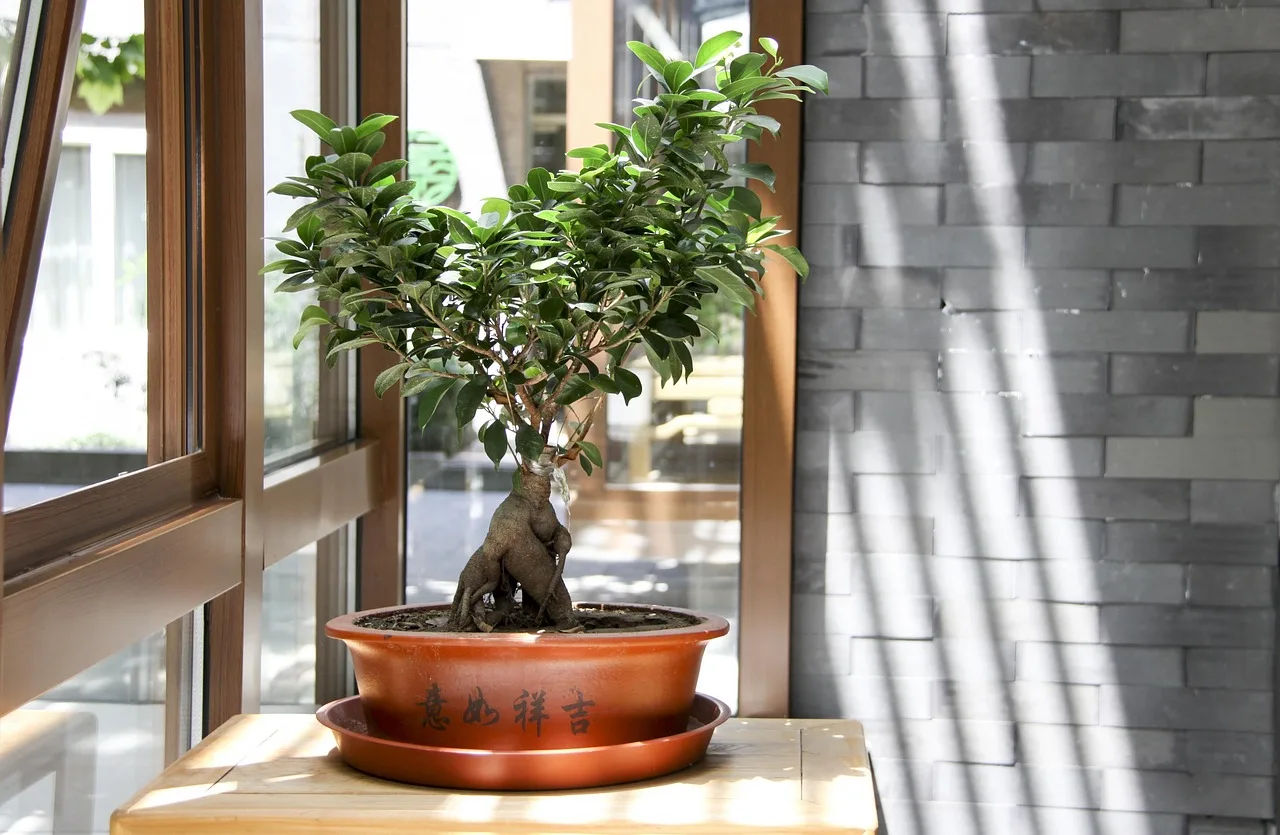 Bonsai ağacı pencere kenarında ışıkla