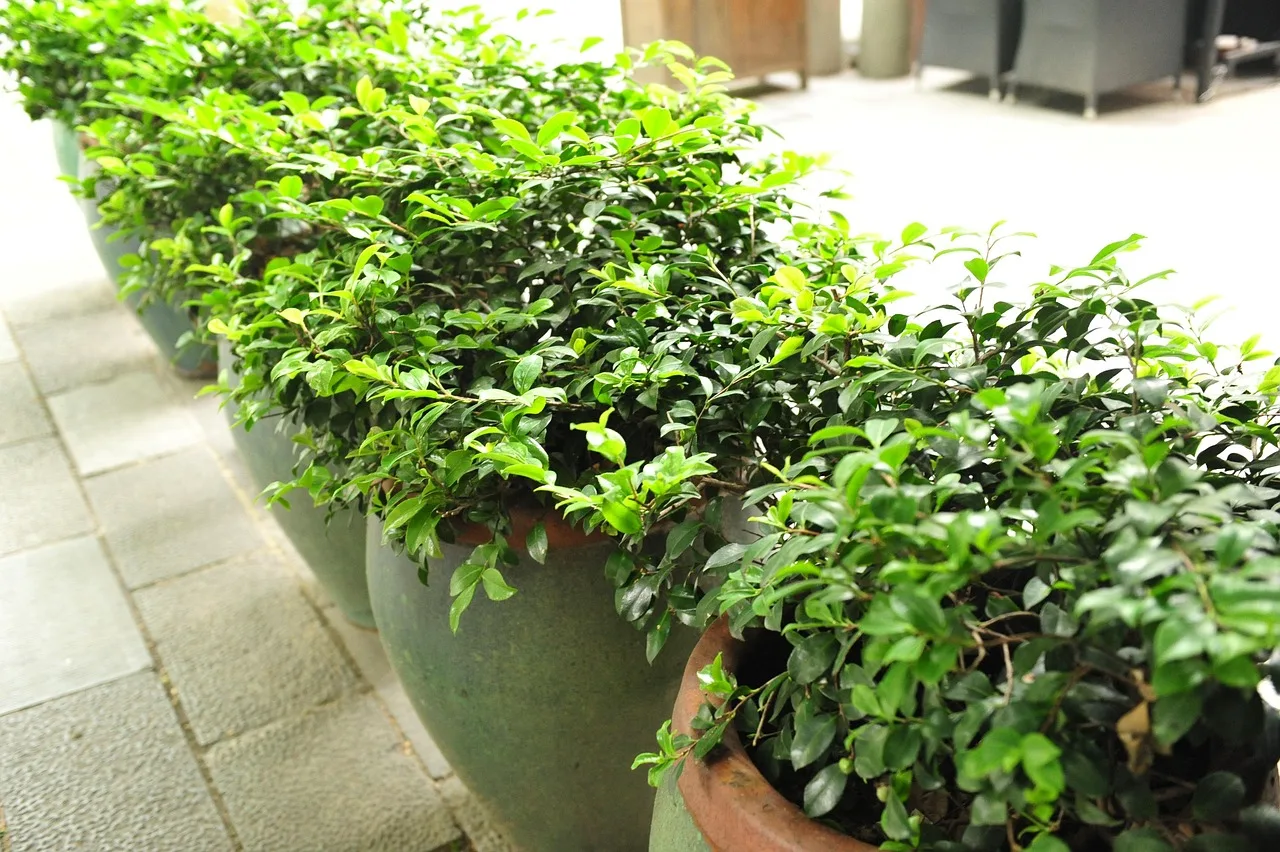 Bonsai ağacı şehir içinde - yeşil doğal detay