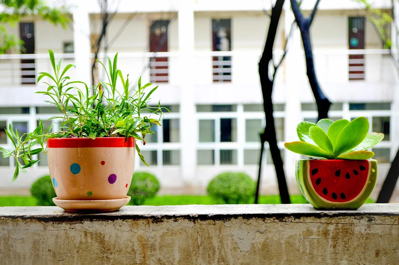 Bonsai ağacı yazlık iç mekan fotoğrafı
