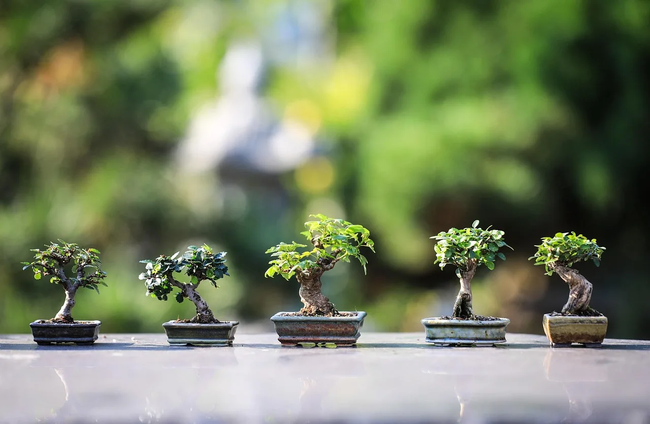 Bonsai ağaçlarıyla süslenmiş zen bahçesi