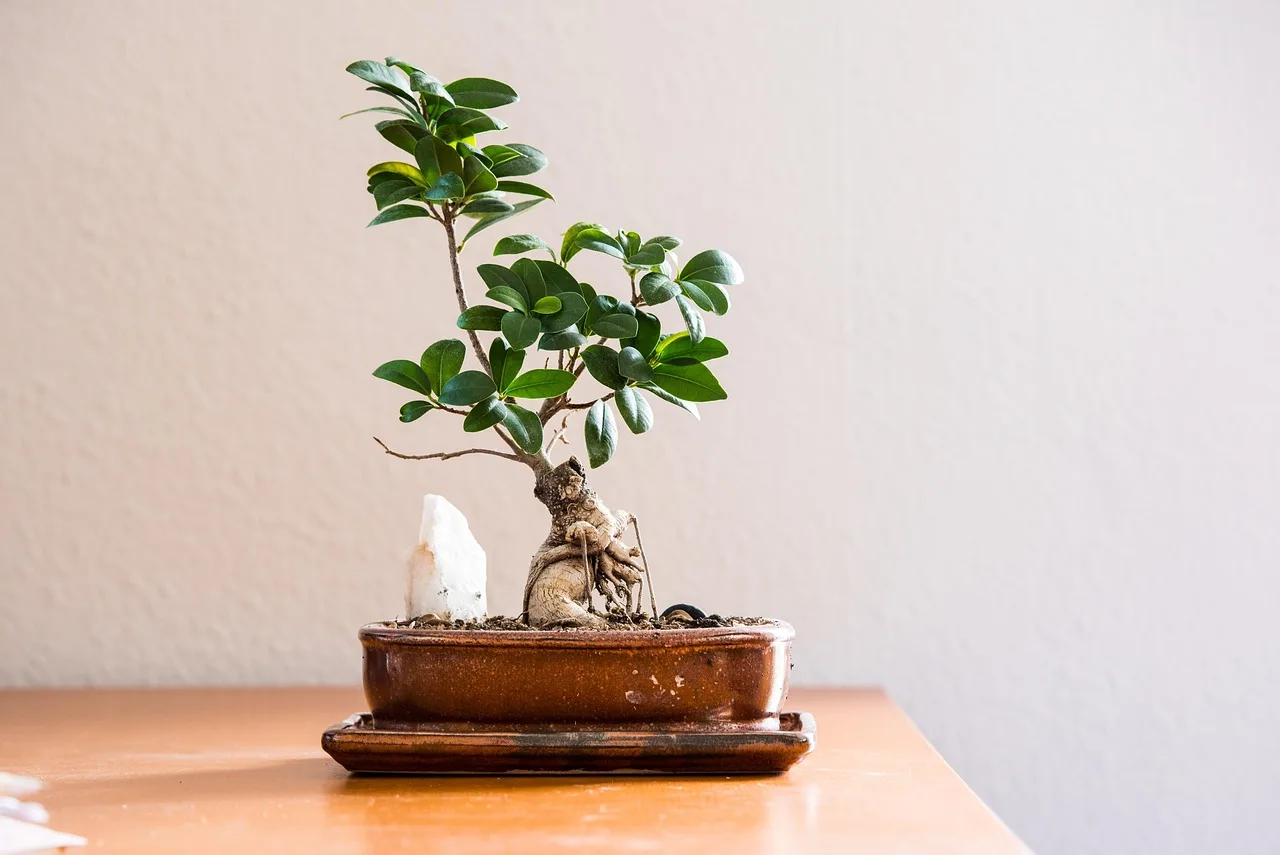 Bonsai ağaçlı sessiz oturma odası köşesi