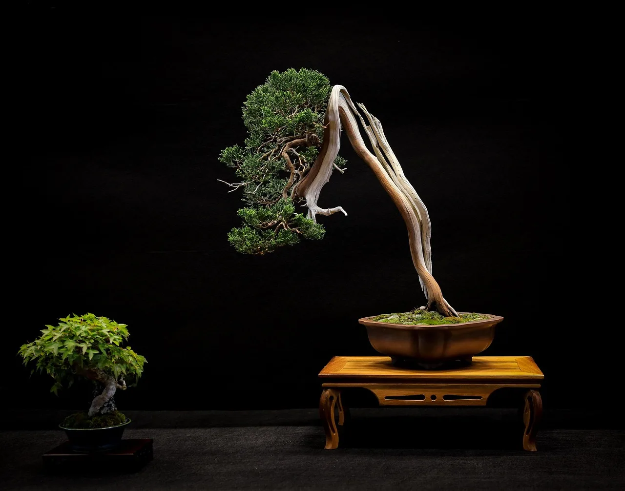 Bonsai çam sergisi - zen ahşap sanat