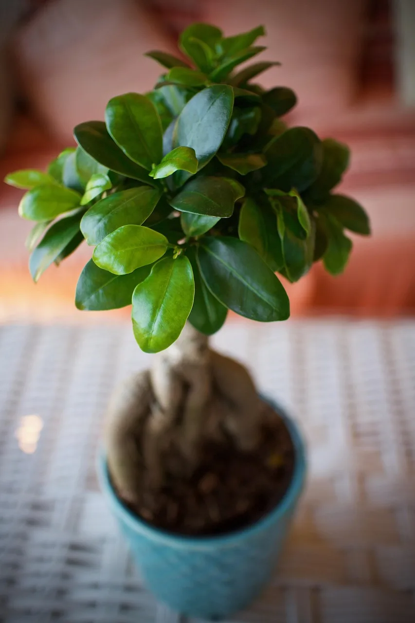 Bonsai ginseng terası - yeşil doğa dekoru