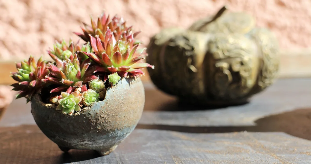 Bonsai kusamono ev bitkisi - minik doğa fotoğrafı