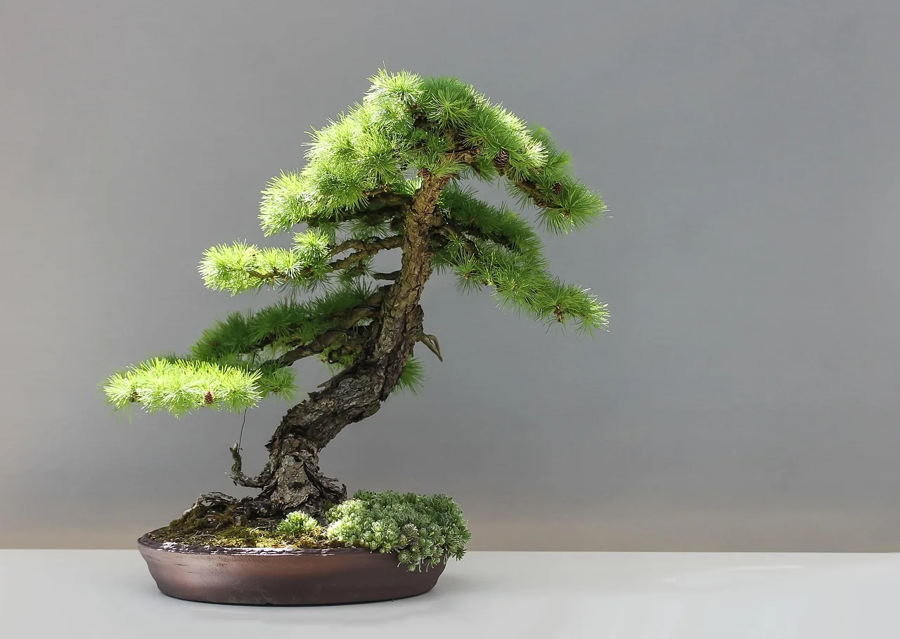 Bonsai ladin ağacı Japon bahçesinde - ahşap sanat