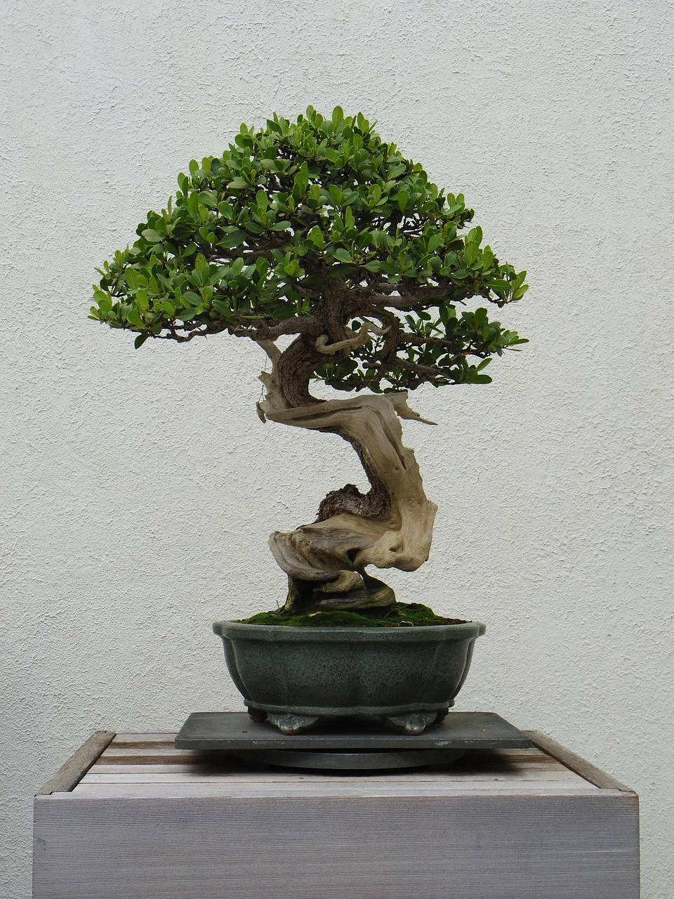 Bonsai mini ağaç yeşil ortam minimalist fotoğraf