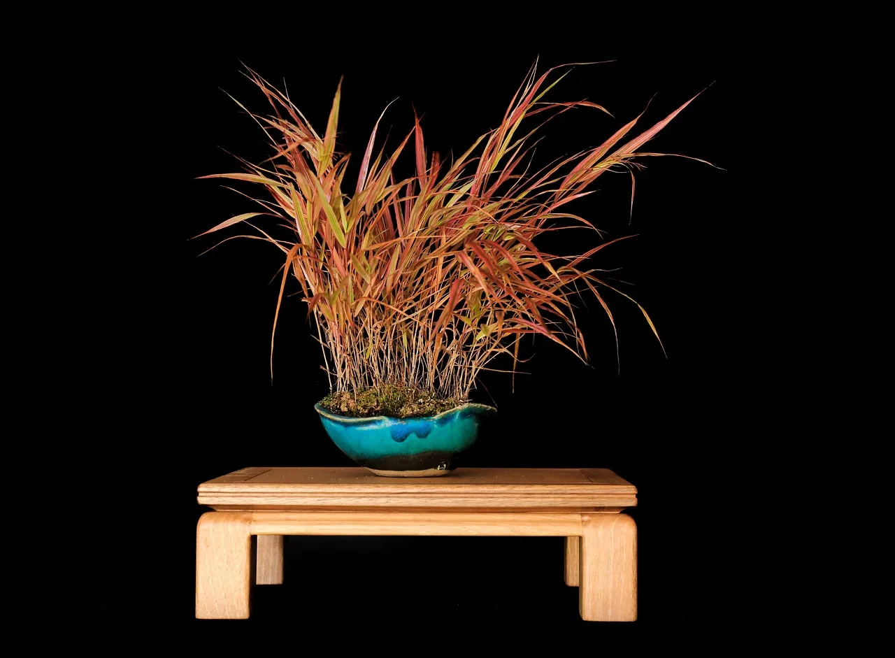 Bonsai mini bahçe sergisi - süs bitkisi