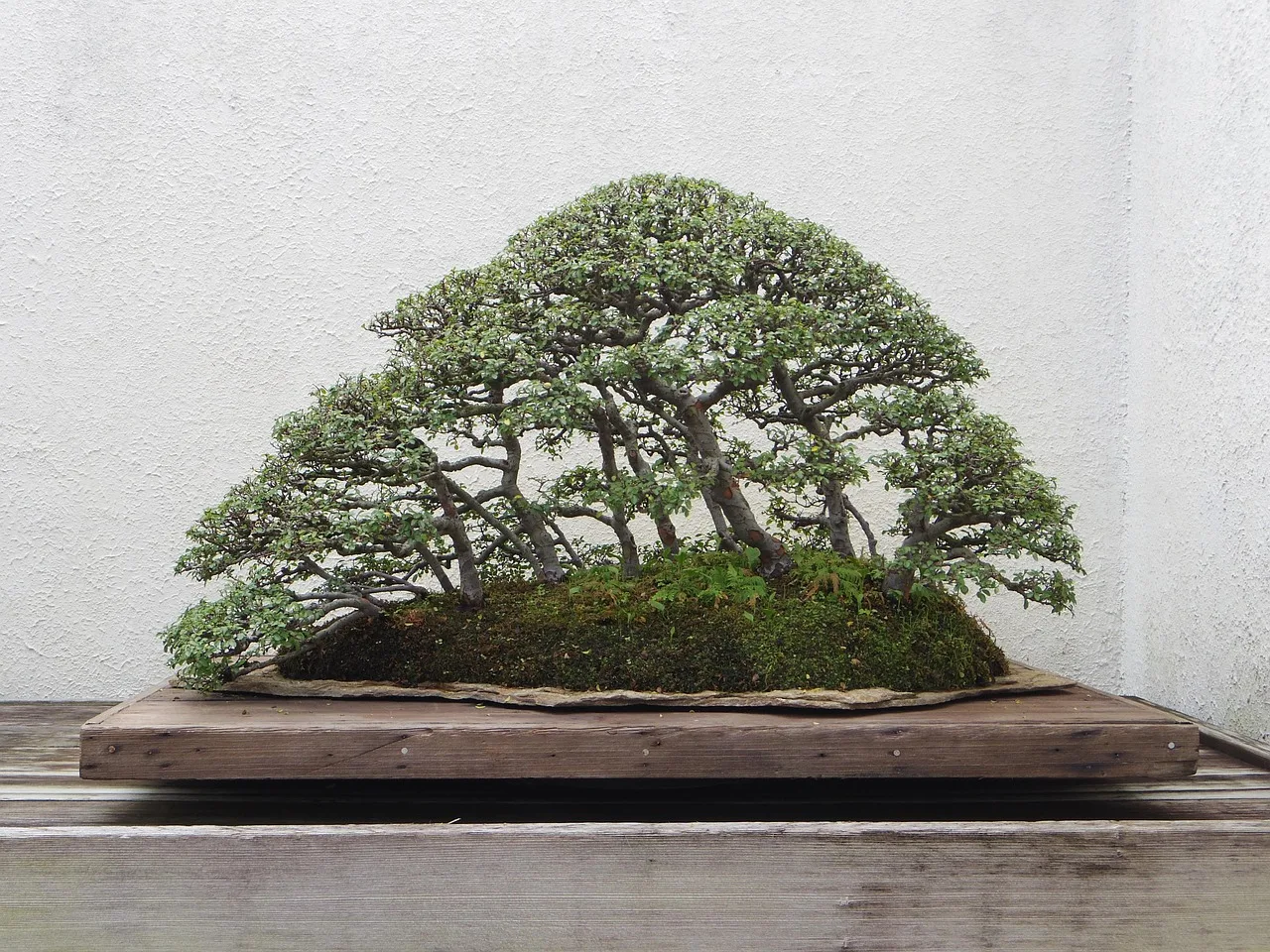 Bonsai minik ağaç - yeşil saksı fotoğrafı