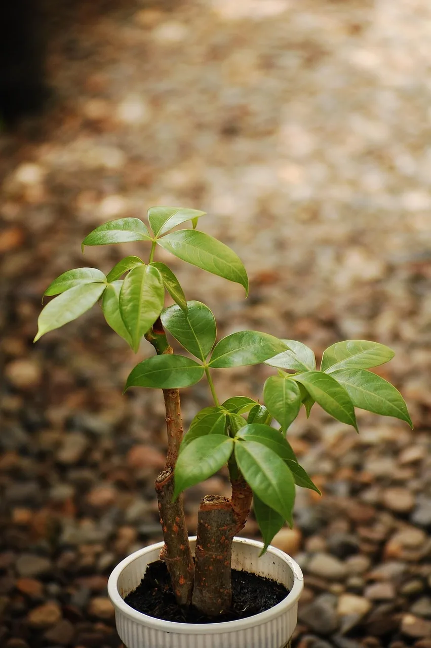 Bonsai para ağacı - yeşil minik bitki