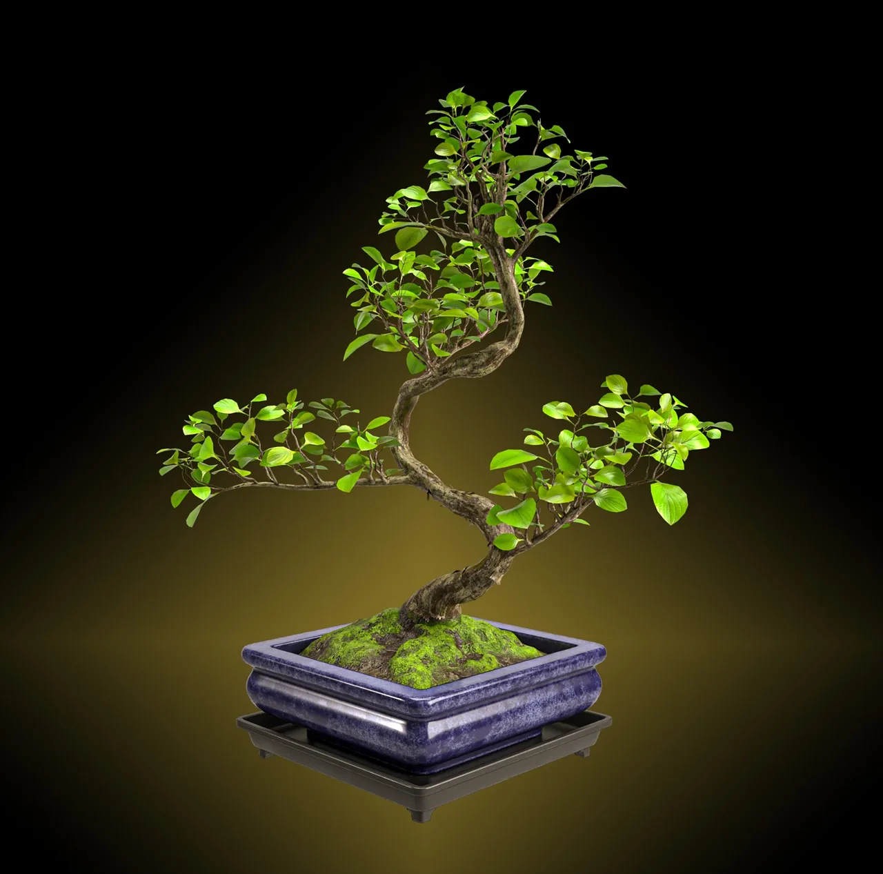 Bonsai siyah yapraklı ağaç fotoğrafı