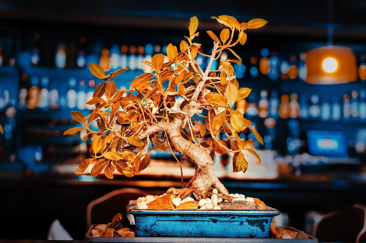 Bonsai süslemeli restoran iç mekanı - aydınlık Bonsai süslemeli restoran iç mekanı - aydınlık