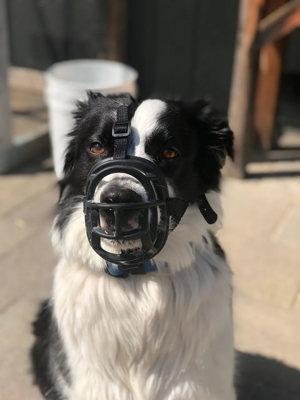 Border Collie köpek eğitim seansı - sevimli kahverengi