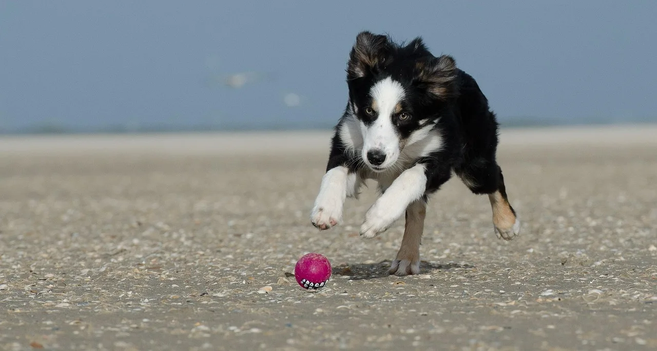 Border collie yavru koşu sahilde top peşinde