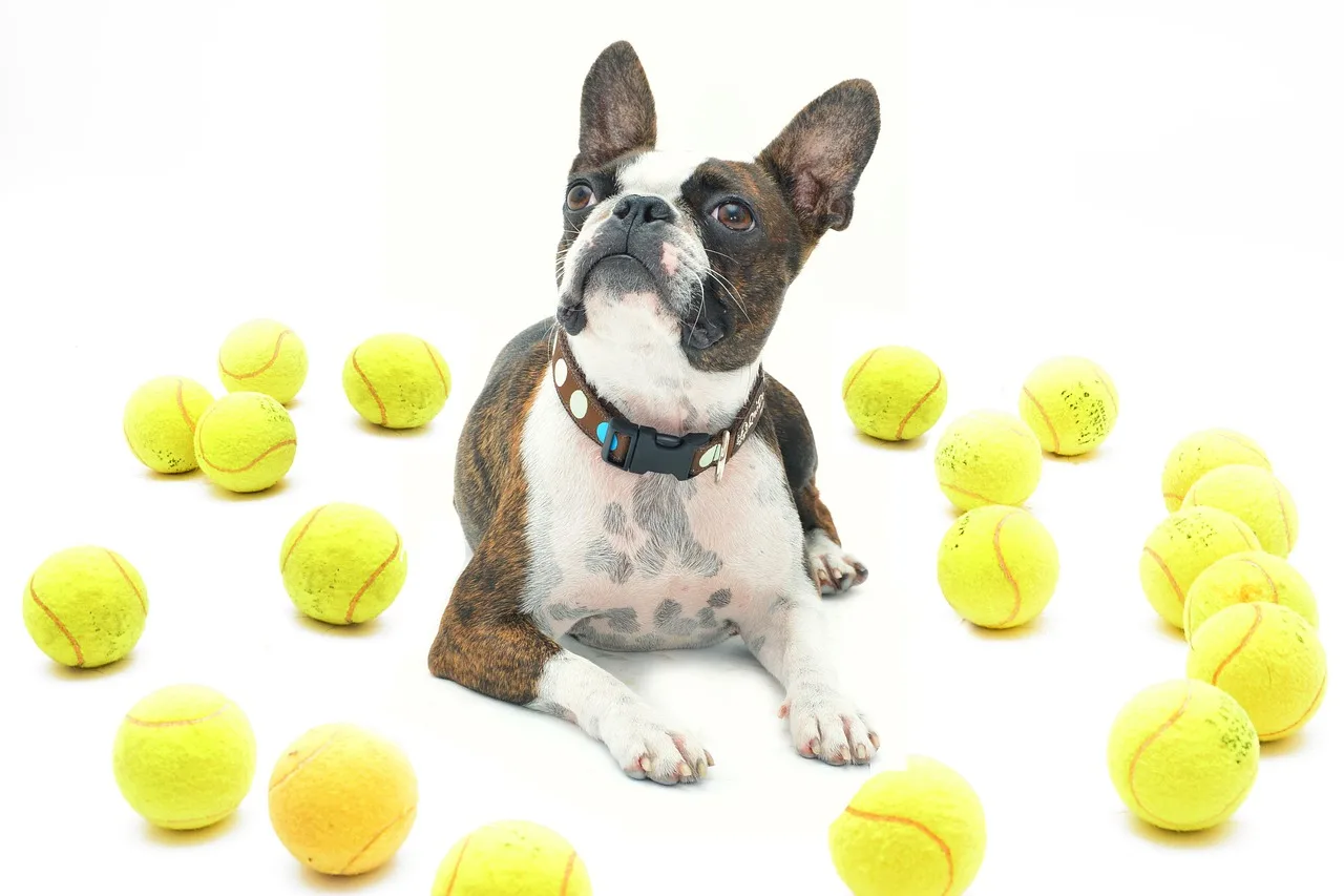 Boston Terrier köpek tenis toplarıyla poz veriyor