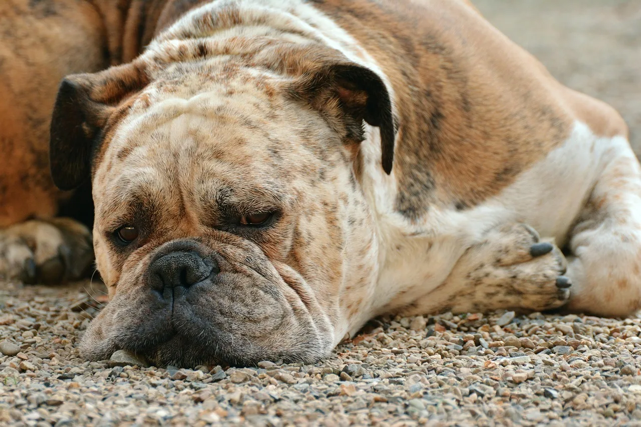 Boxer köpek dinlenirken - rahatlatıcı ev hayvanı