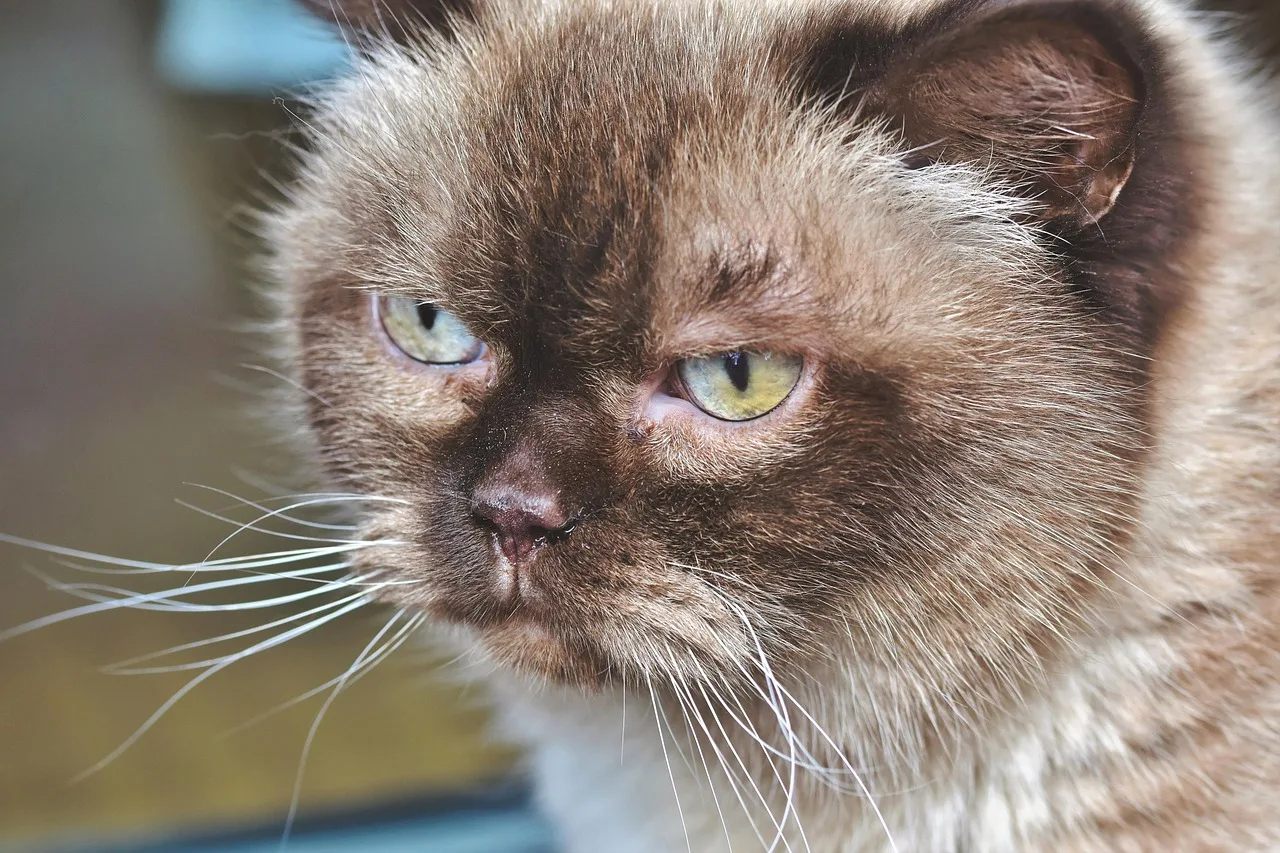 British Shorthair kedisi portresi - sevimli evcil hayvan