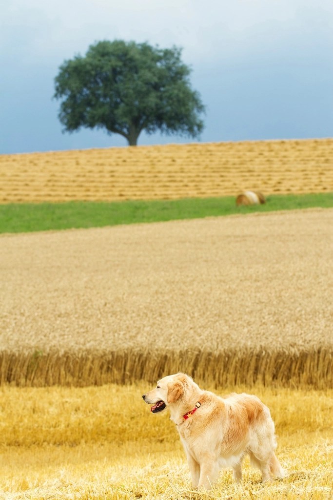 Buğday tarlalarında yalnız ağaç ve neşeli golden retriever köpek manzarası