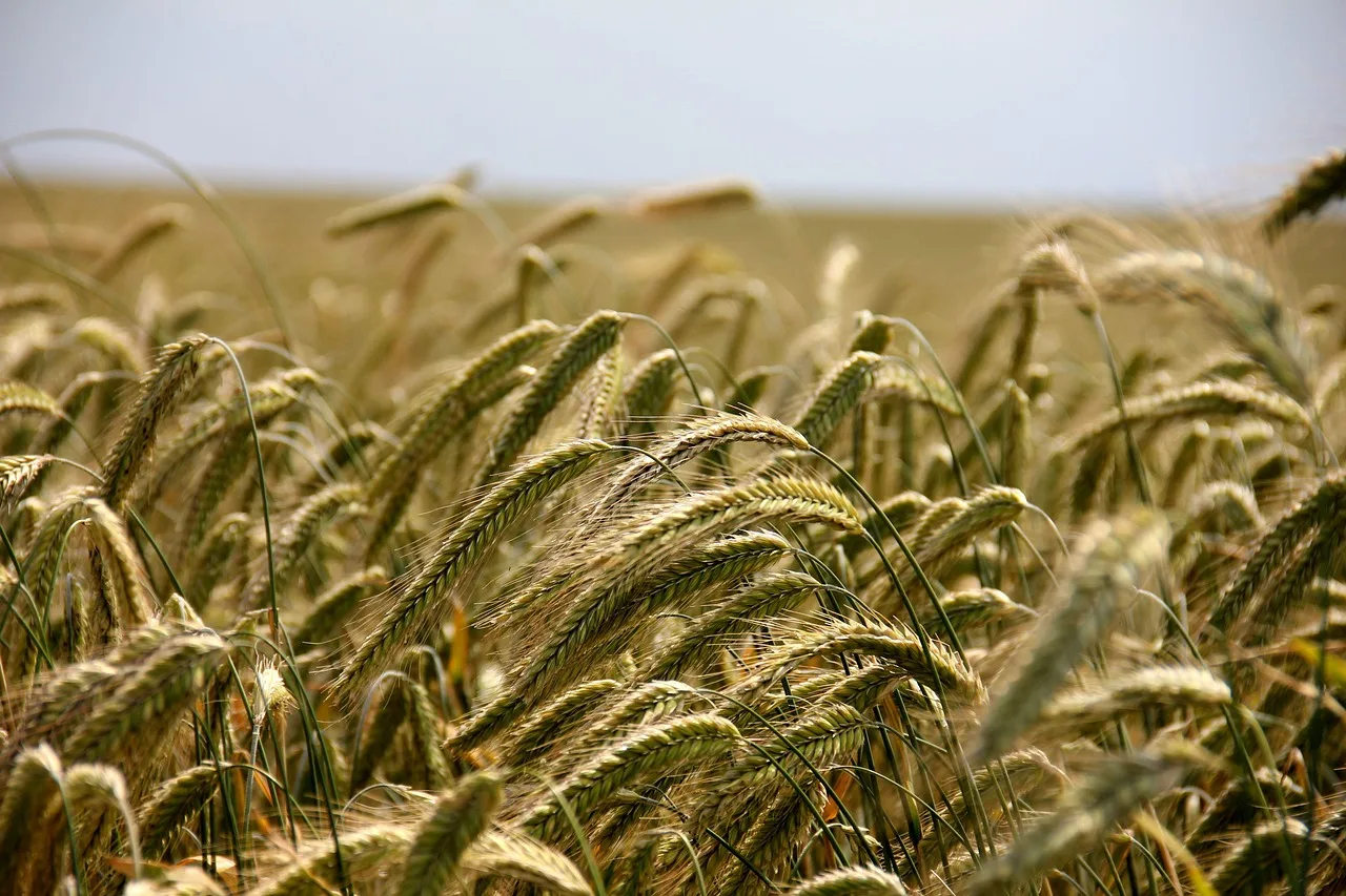 Buğday tarlası ve arpa sıraları - kırsal manzara
