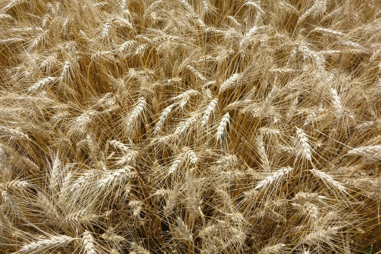 Buğday tarlası ve ekmek - kırmızı toprak