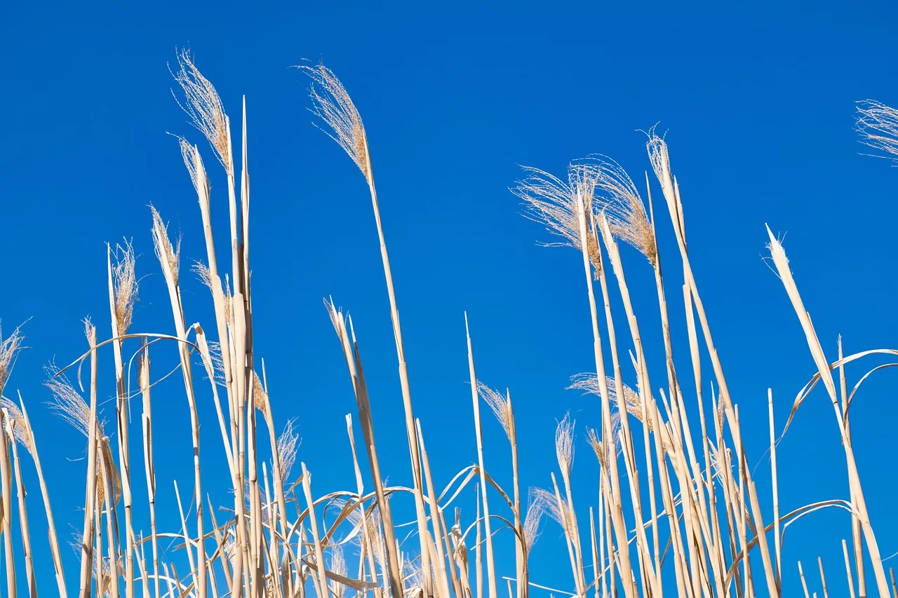 Buğday tarlası ve taze ekmek somunu manzarası