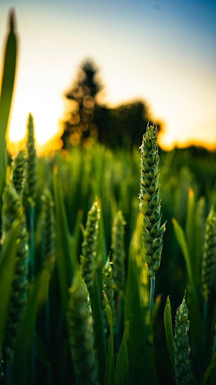 Buğday ve arpa tarlası - doğa fotoğrafı