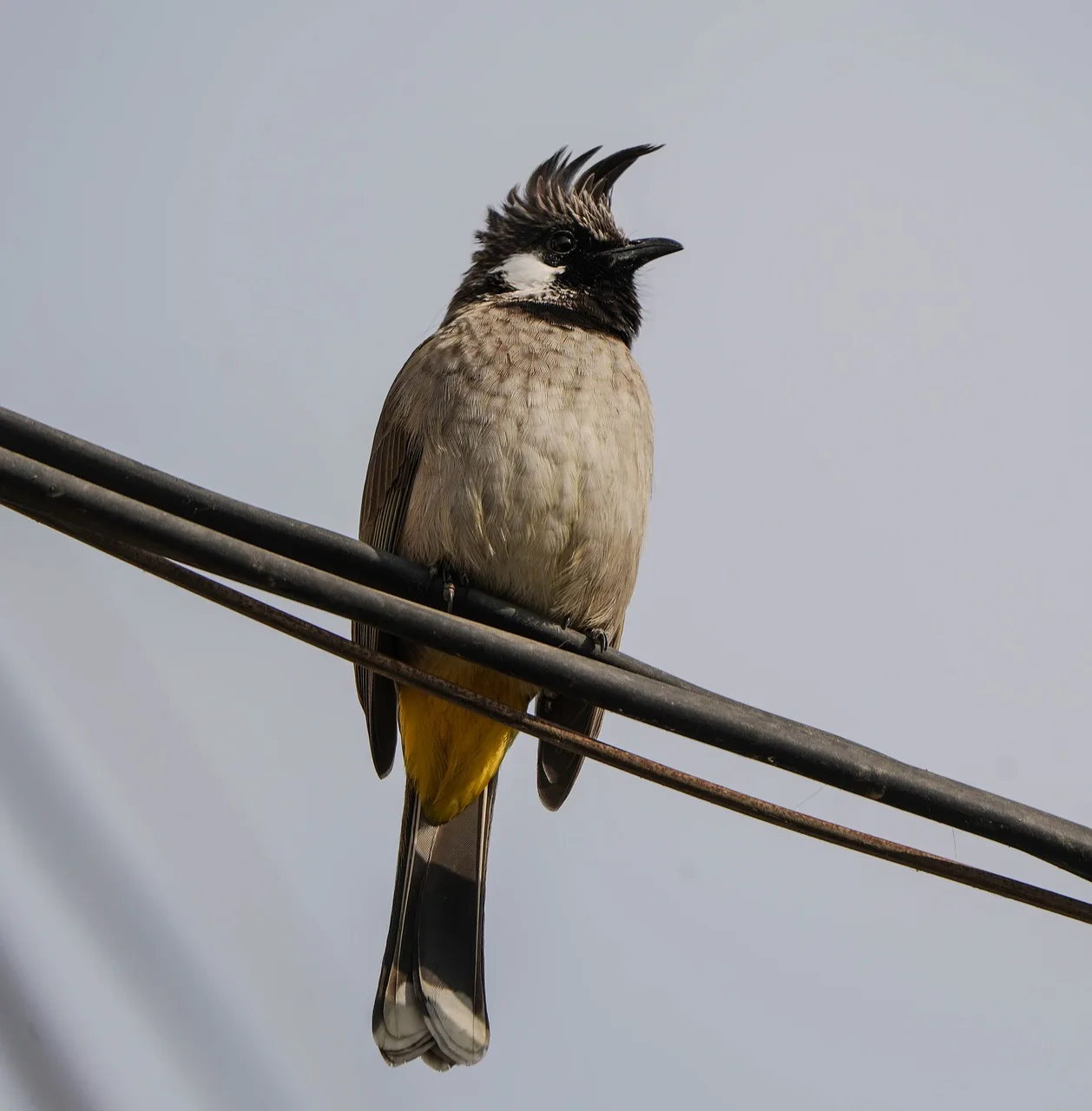 Bulbul doğada dalda duran kuş - renkli tüyler