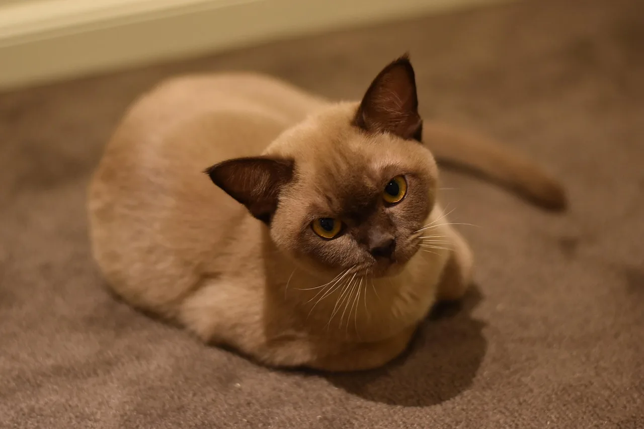 Burmese kedi çikolata temalı portresi - sevimli evcil hayvan